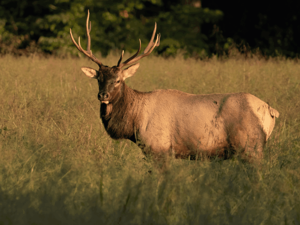 Elk at Rocky Mountain National Park