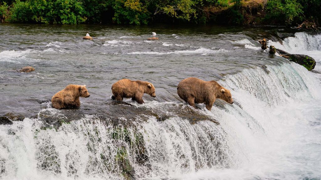 Brown bears at Katmai National Park and Preserve 
