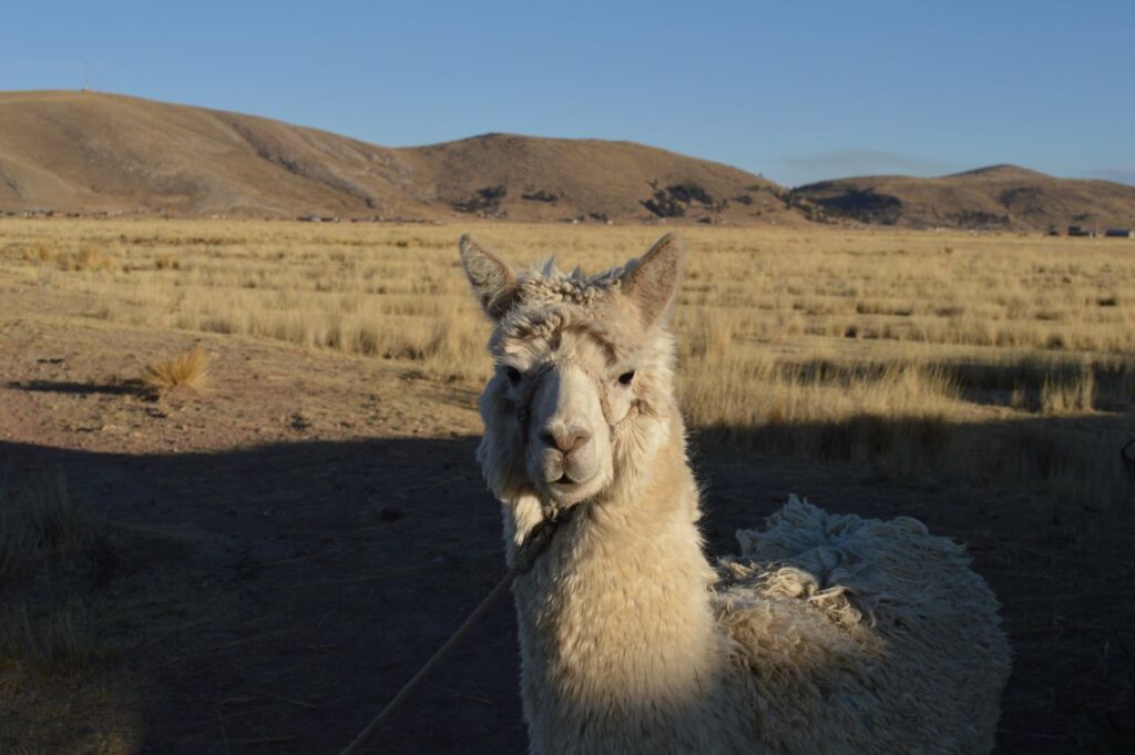A photo of an Andean camel with mountains in the background