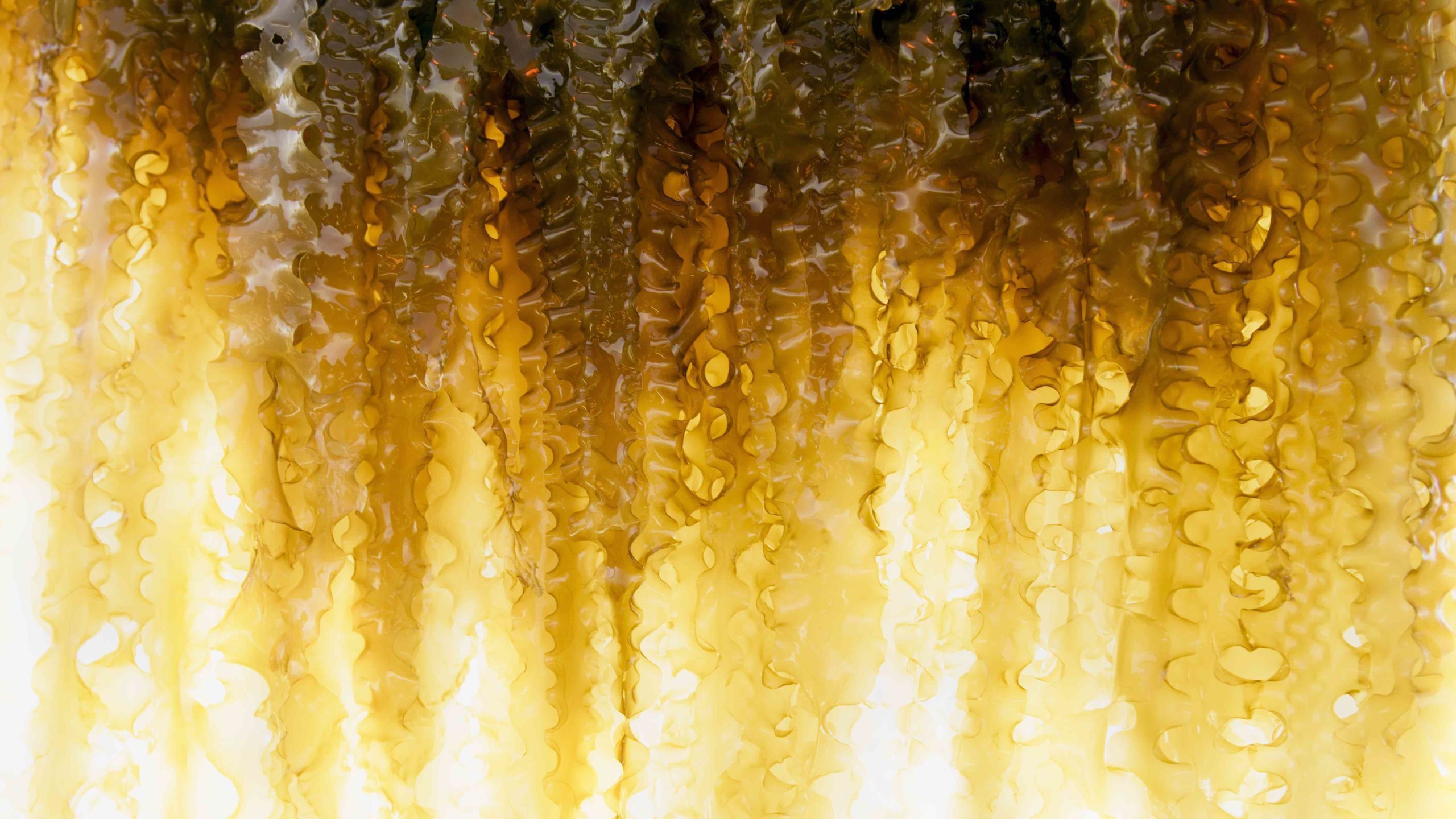 Kelp from Project GreenWave, one of our nature-based solutions that you can donate to and contribute to sustainable travel