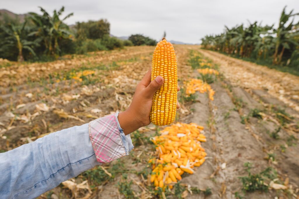 A hand holding corn in a field.