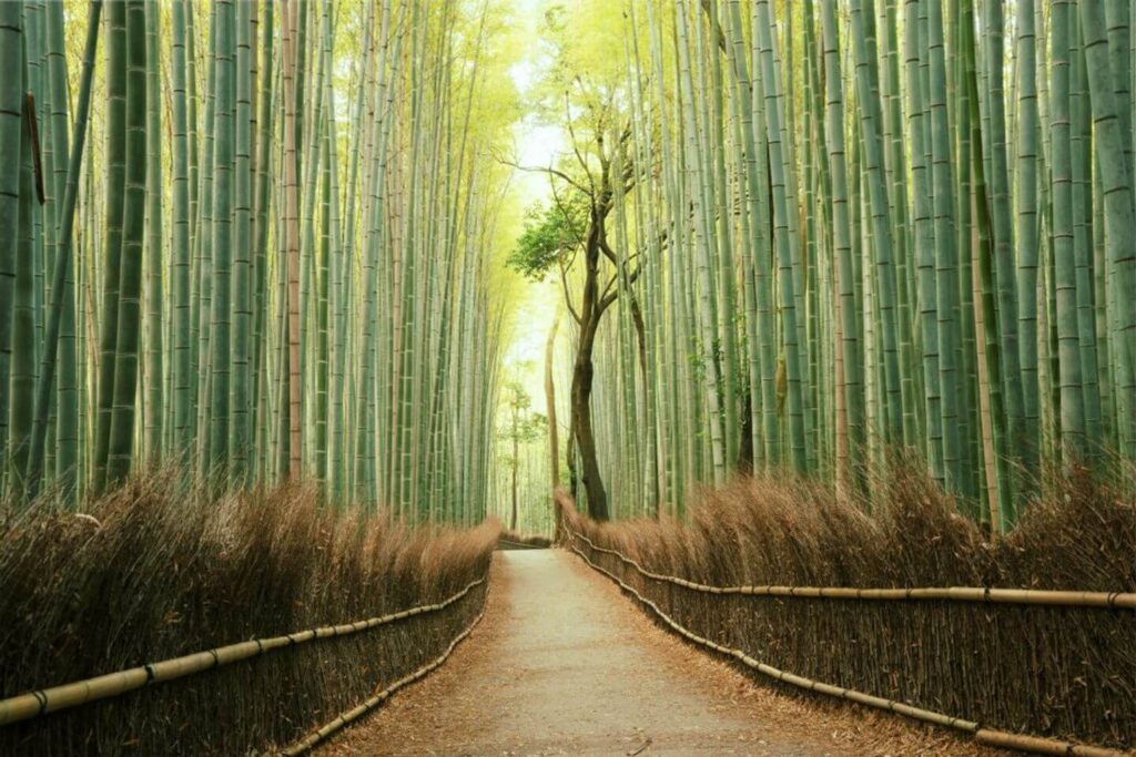 bamboo forest Japan