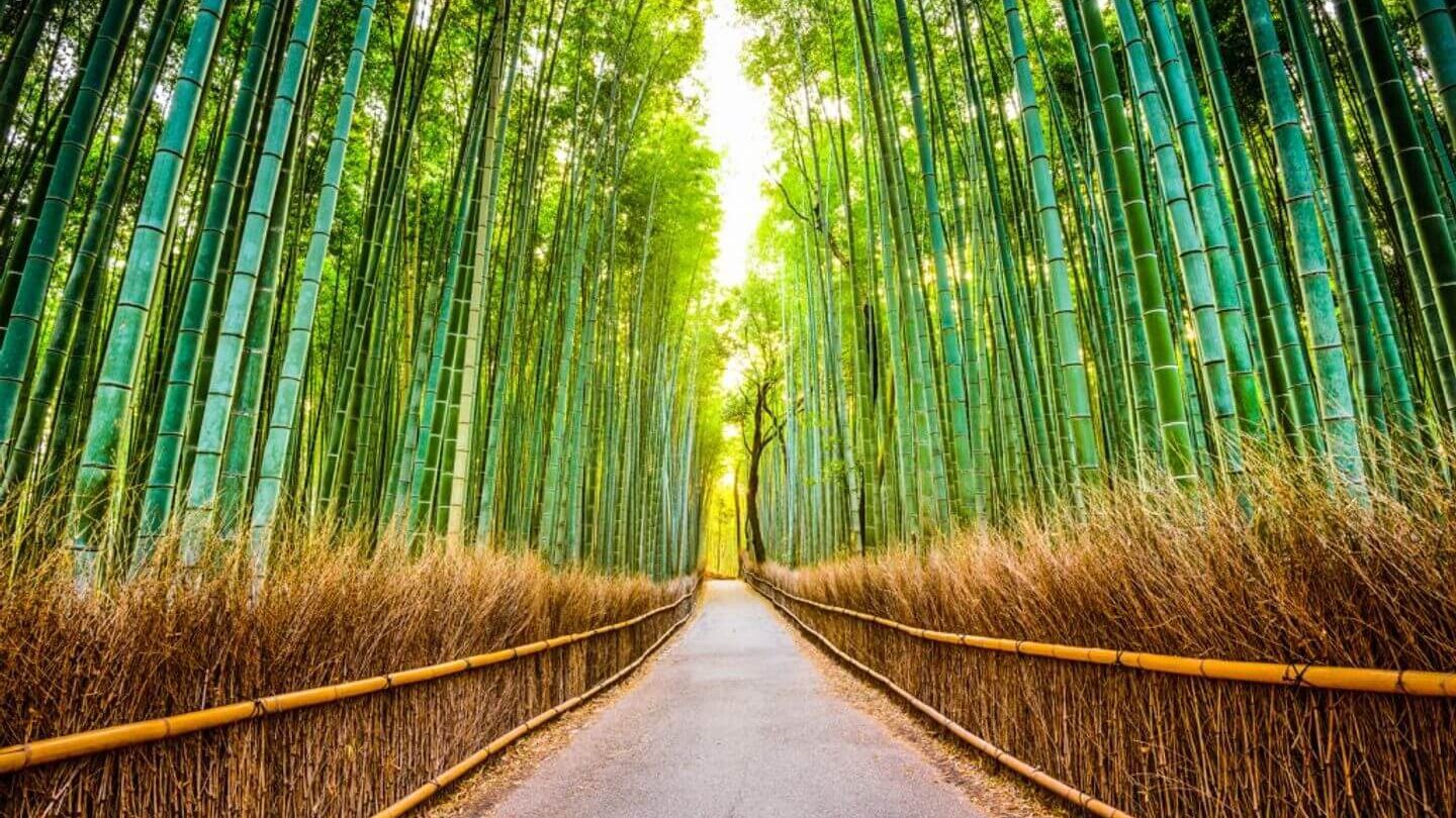 bamboo forest Kyoto Japan