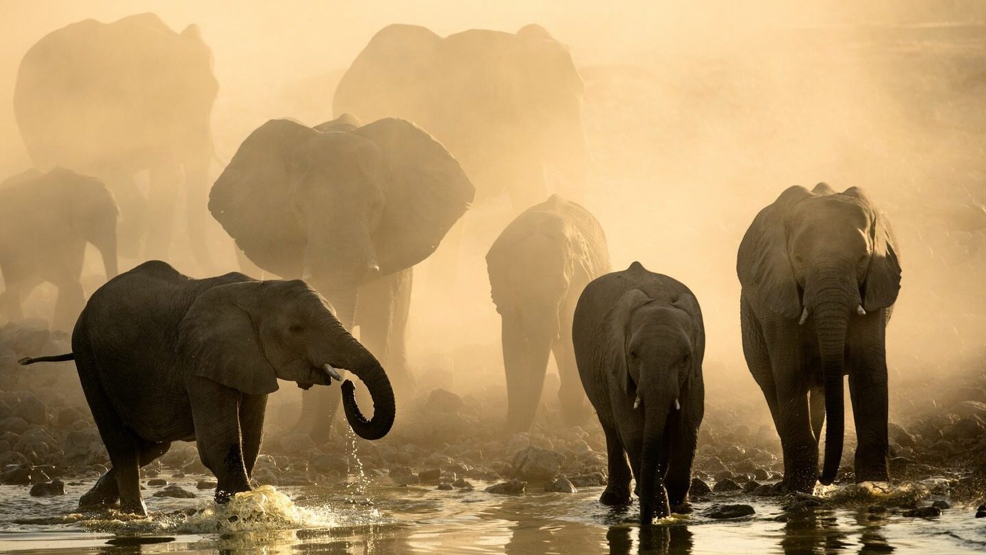 herd of elephants Kruger National Park South Africa