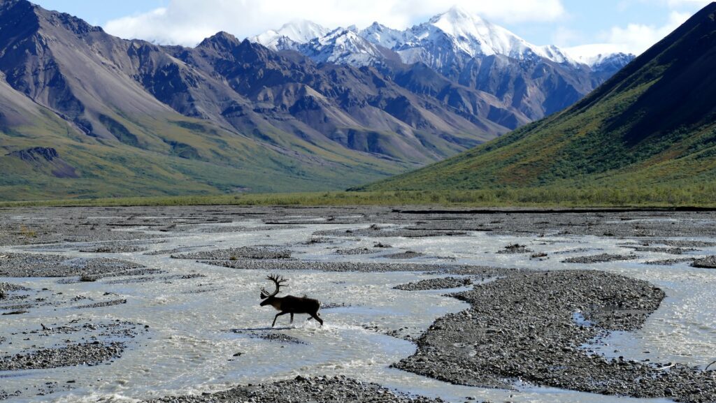 Moose crossing a river, with snow-capped mountains in the background, in Denali National Park 