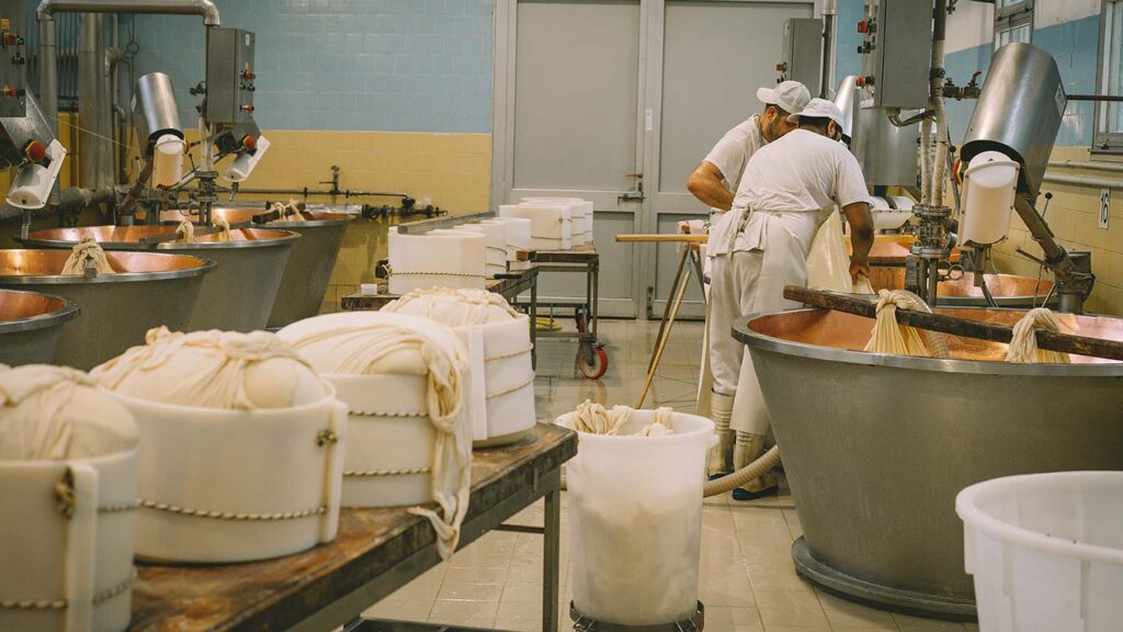 Factory workers wearing white uniforms straining cheese in large copper vats