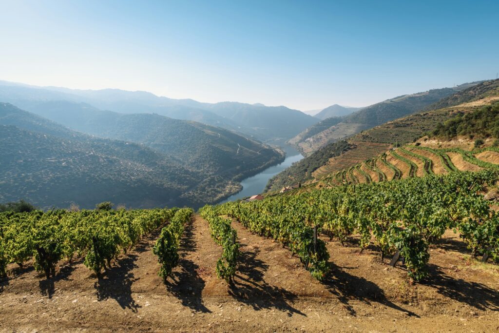 vineyards along Douro River Portugal