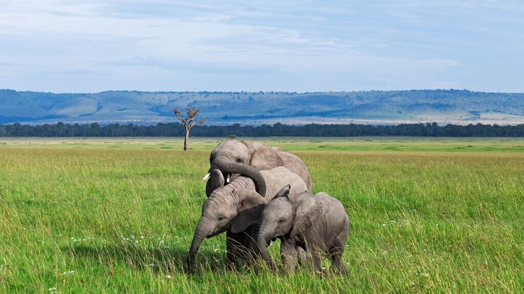 Three baby elephants in a broad grassland 