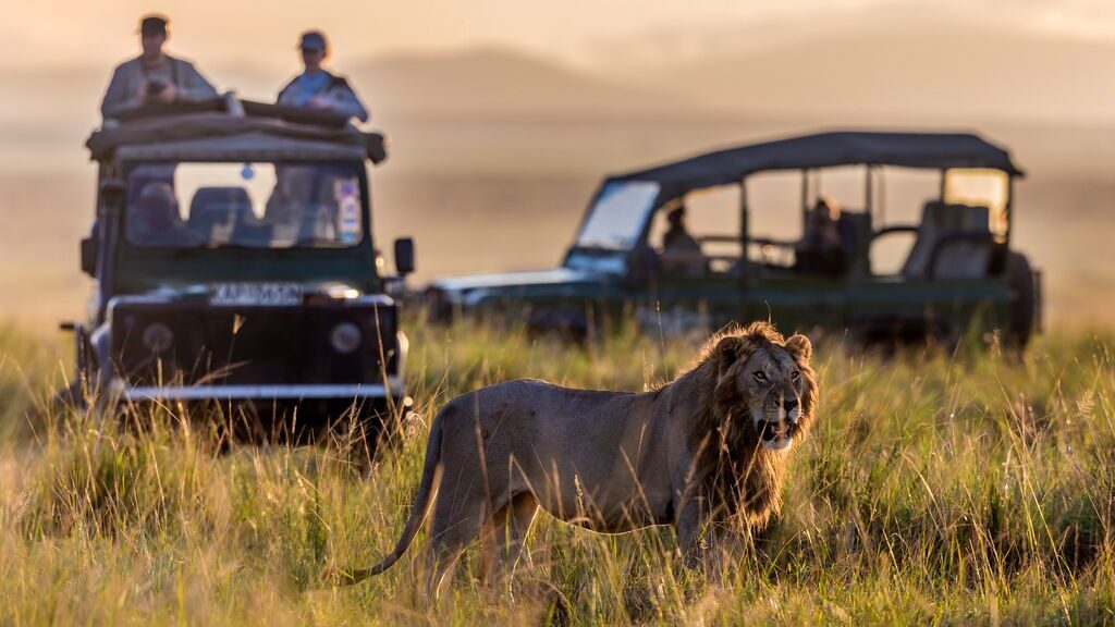 Two safari jeeps observing a male lion. Lion is closer the camera with the jeeps behind. Scene is lit by soft golden evening light