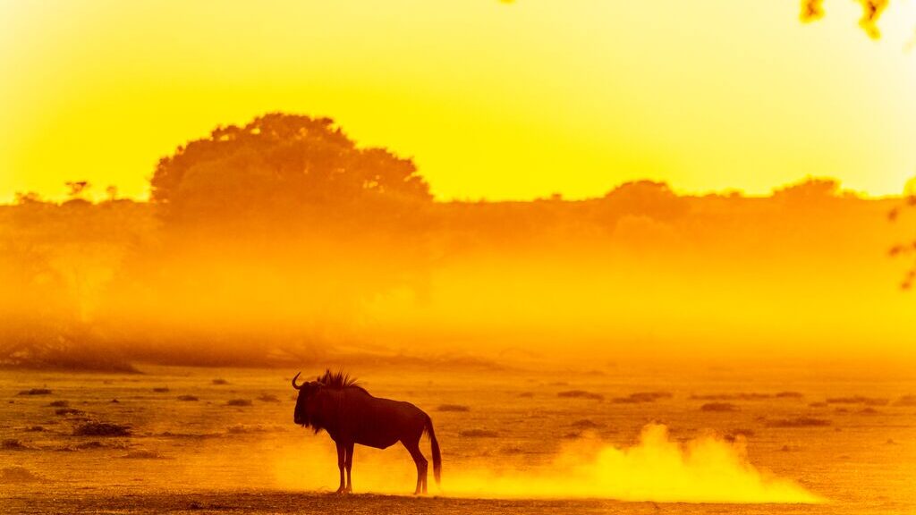 A lone wildebeest stands in its cloud of dust in the orange-tinted light. Wildebeest is silhouetted by the sunlight.
