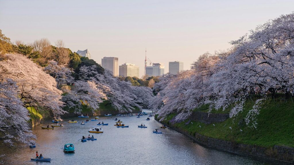 See the cherry blossoms in bloom in Tokyo