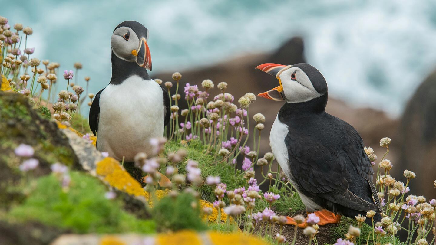 Image of two puffins standing on a cliff edge, surrounded by grass and wildflowers 