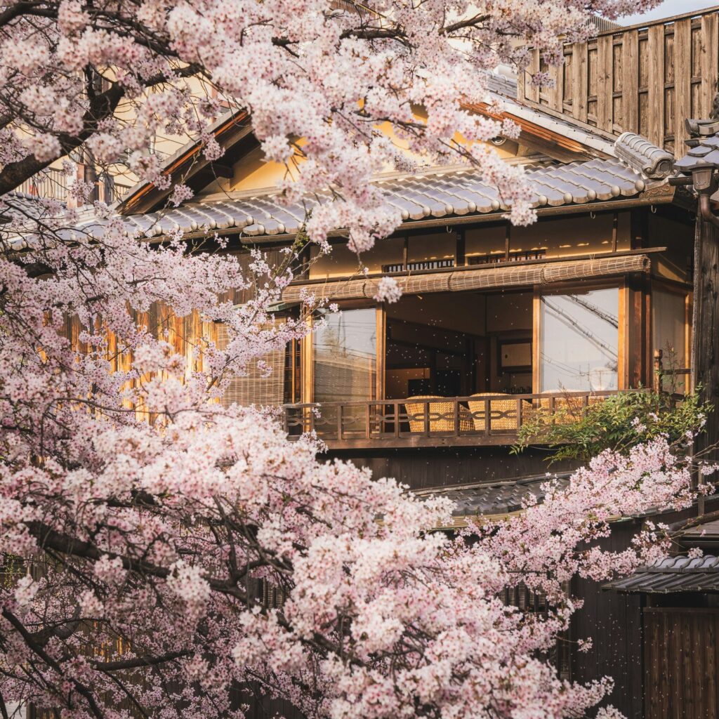 cherry blossoms around traditional building Japan