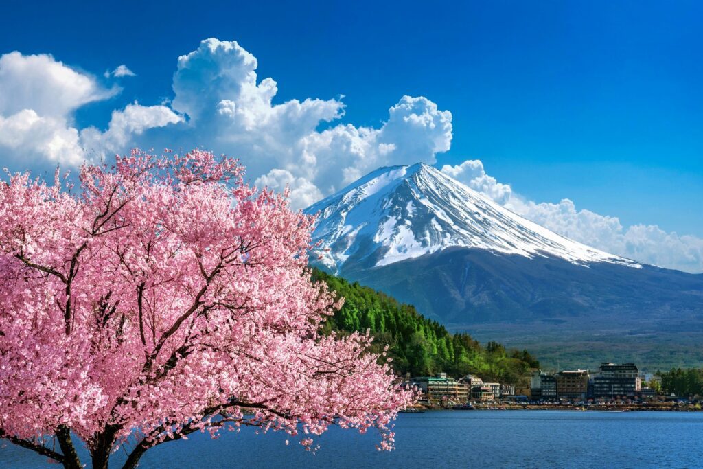 cherry blossom tree Mount Fuji Japan
