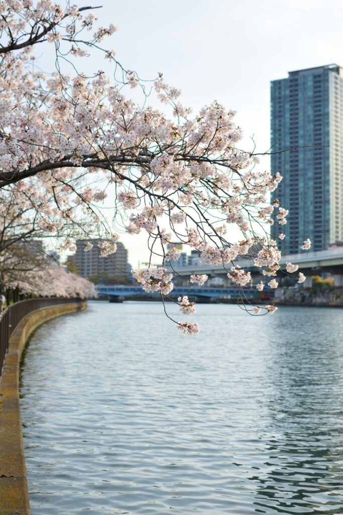 cherry blossoms over Okawa River Japan