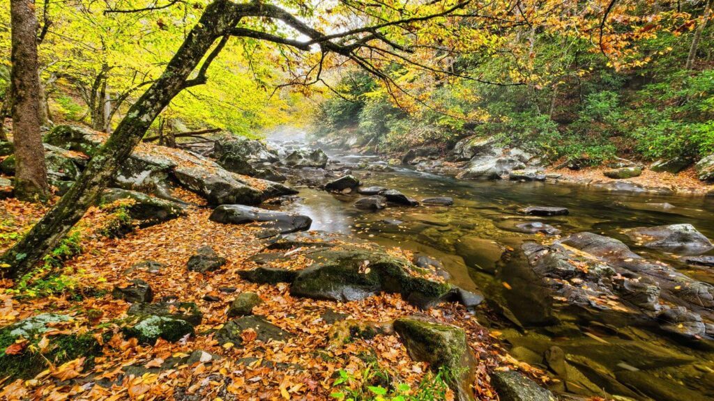 river running through autumn foliage in Smoky Mountains National Park
