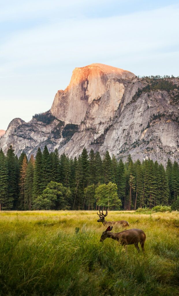deer in a meadow in Yosemite National Park