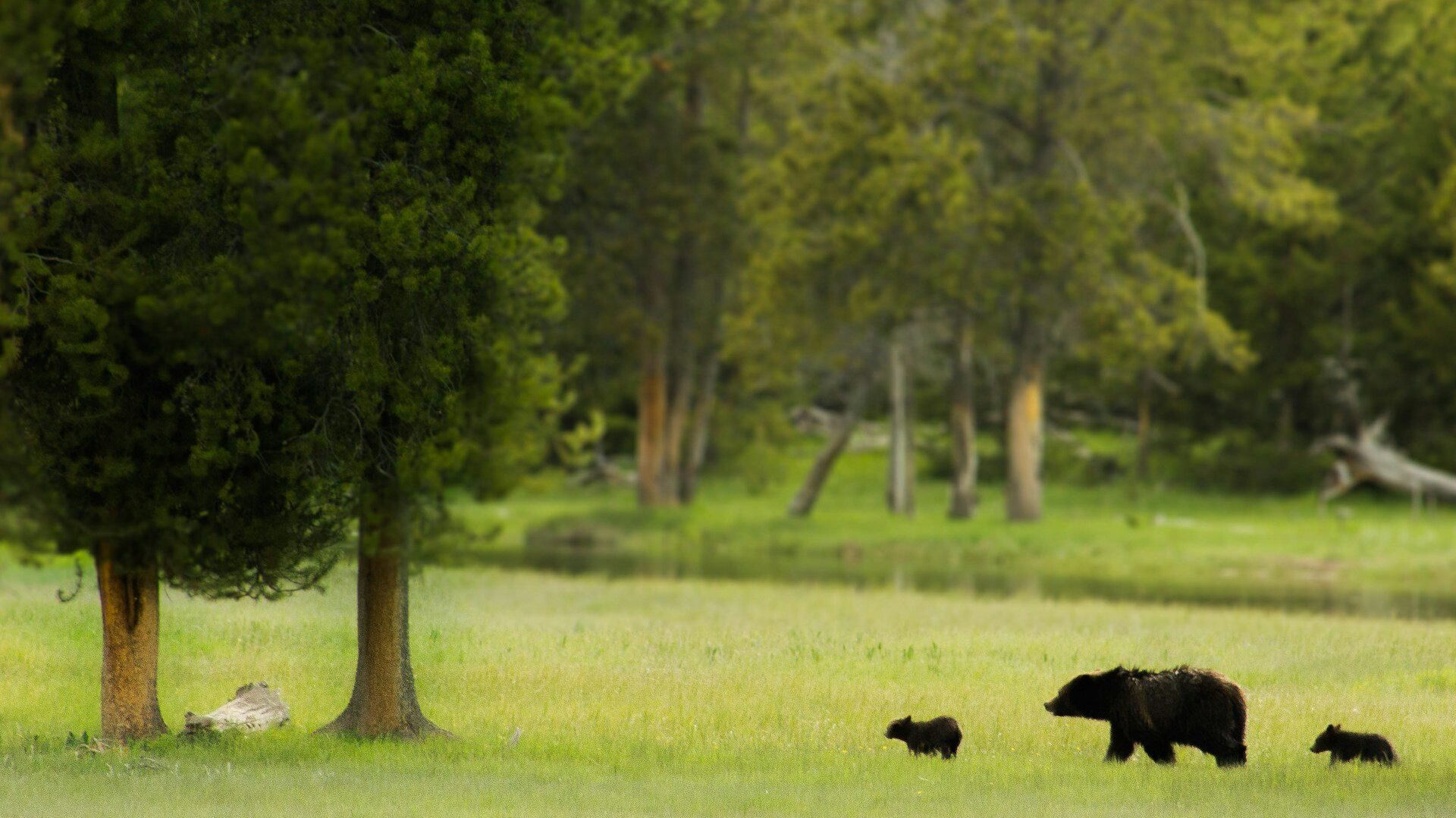 A mother bear and cubs walking in green grass 