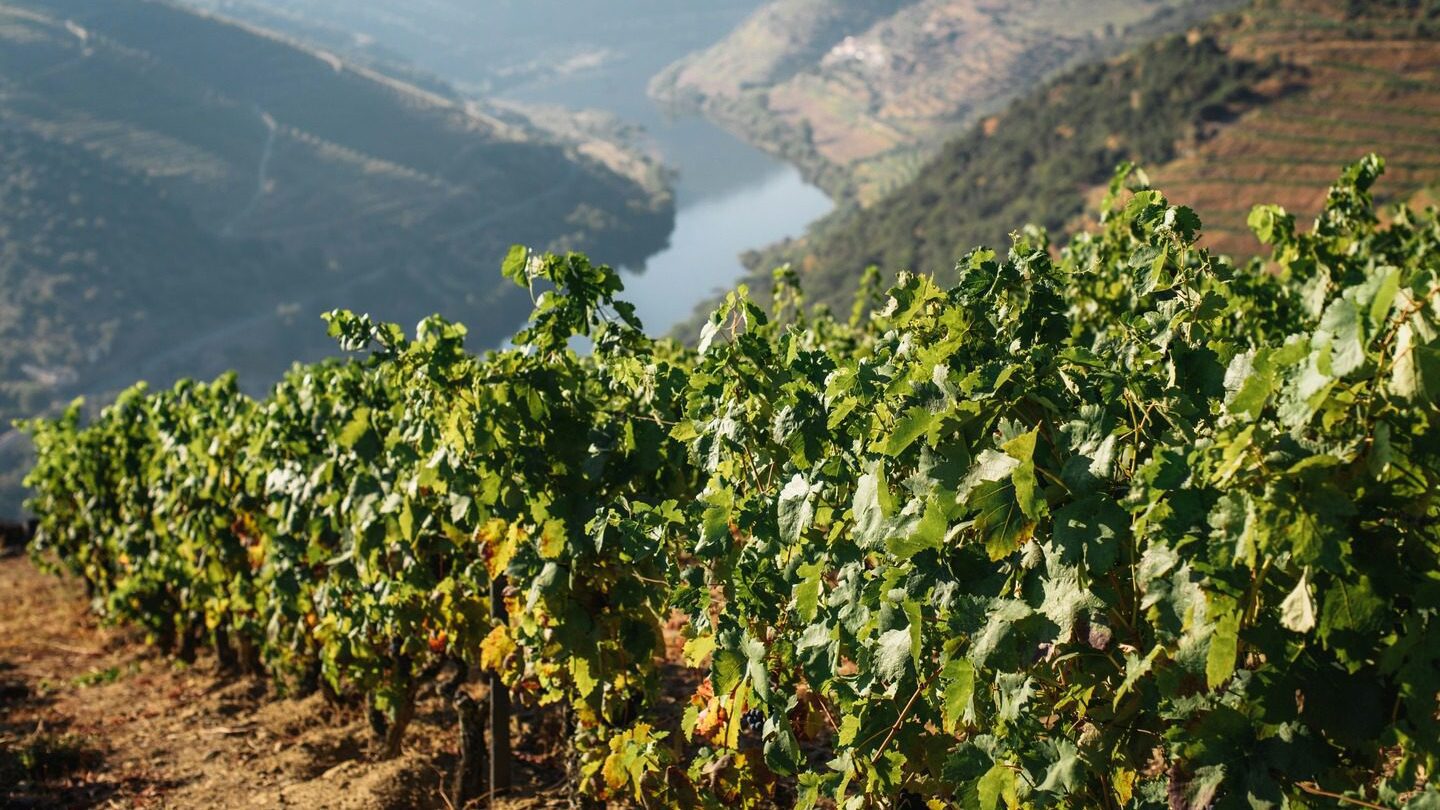 vineyard along the Douro Valley Portugal