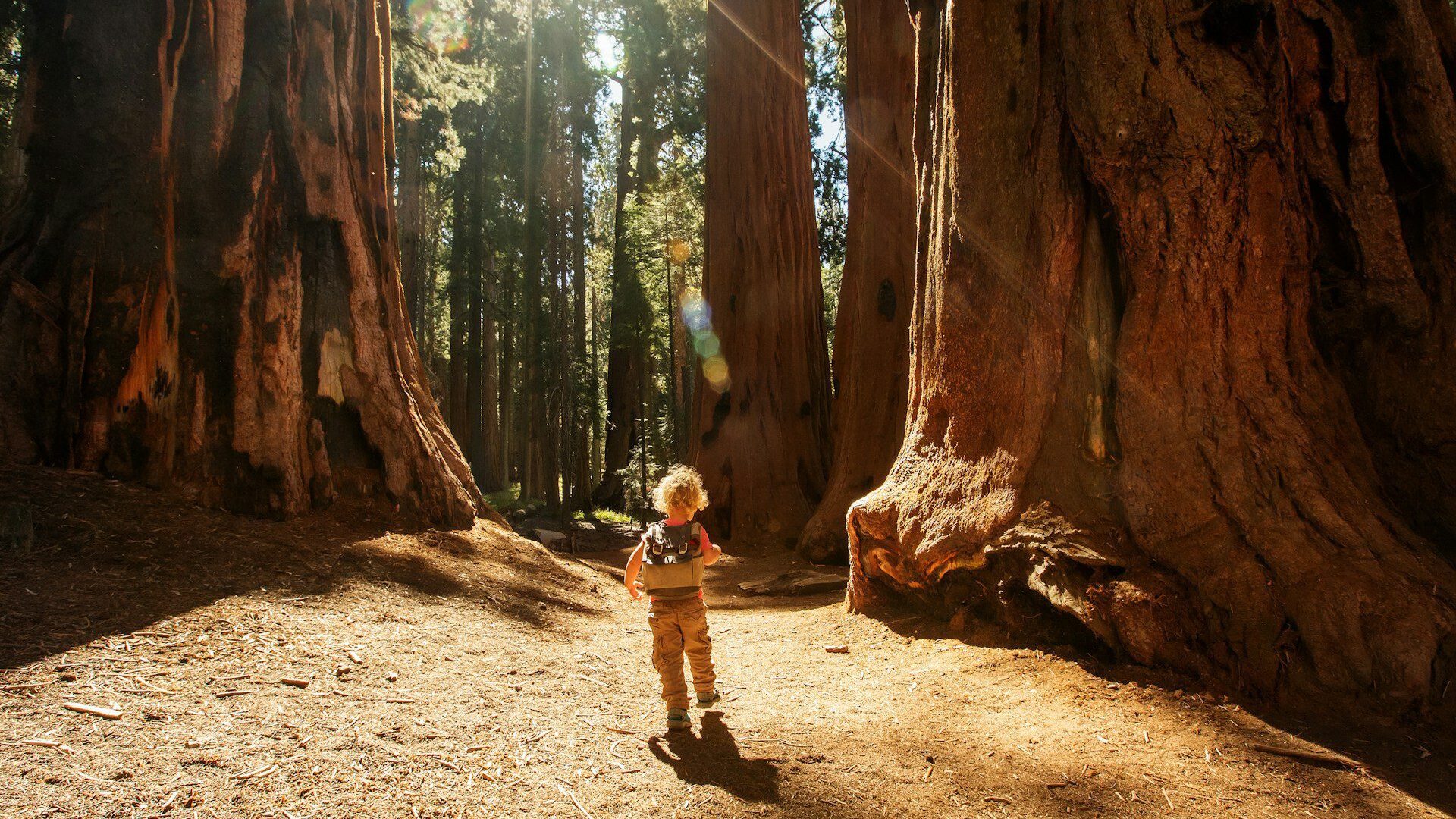 Young toddler walking through a giant redwood forest