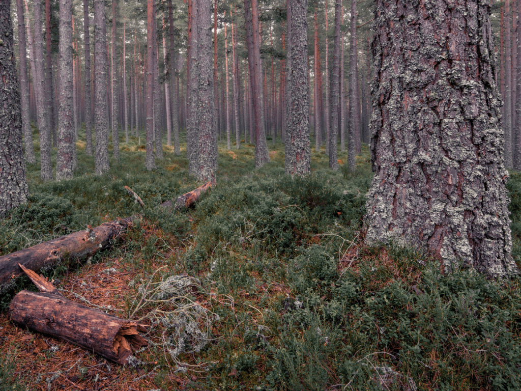 A tree in the Caledonian Forest, Scotland