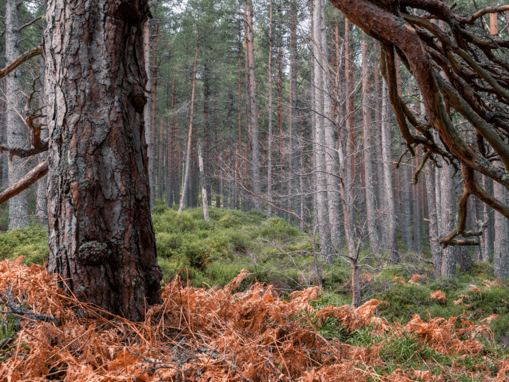 A tree in the Caledonian Forest, Scotland