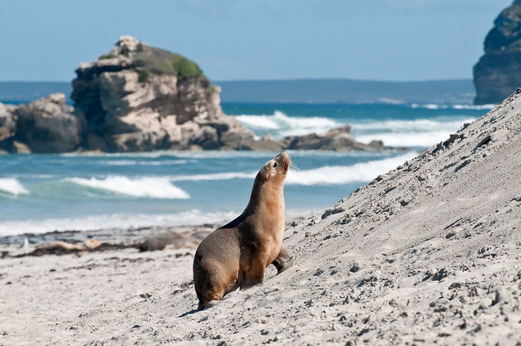 An Australian seal waddling along the beach while waves crash in the background