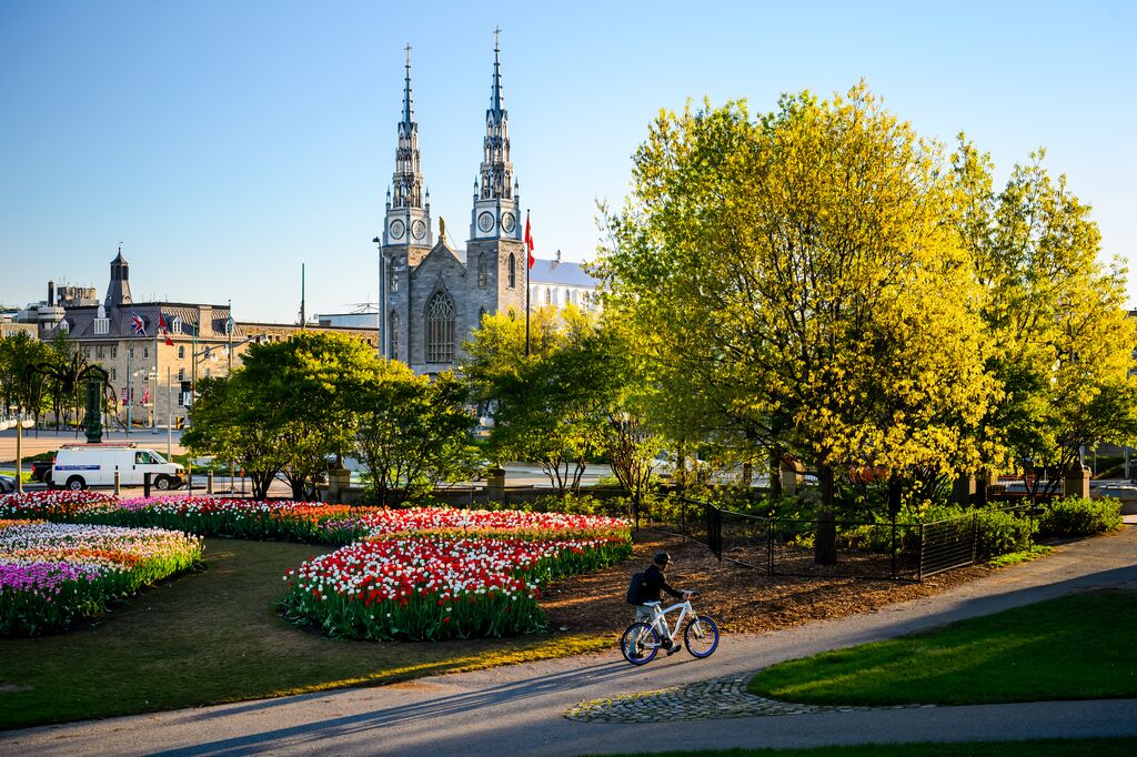 Man pushing a bicycle past a bed of tulips in Ottowa