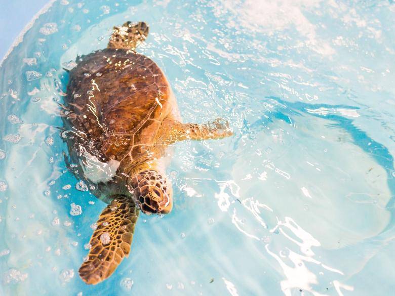 A turtle swimming in clear blue water