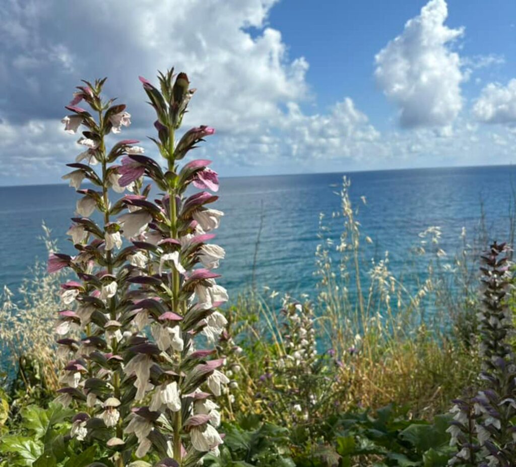 A beautiful floral canopy looking out at the ocean 