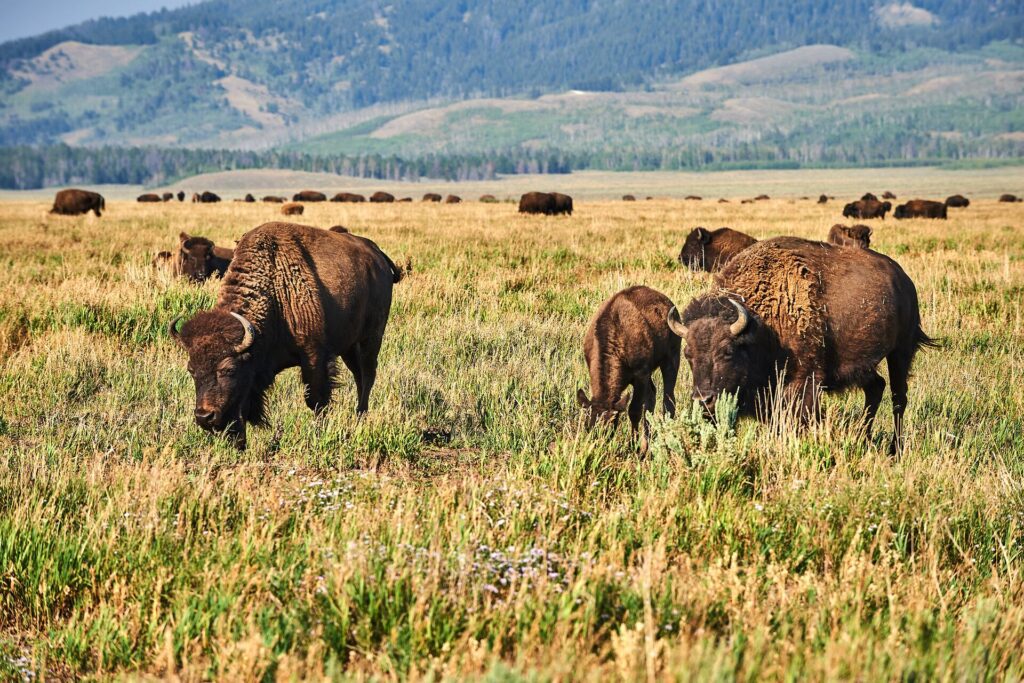 Bison in Yellowstone