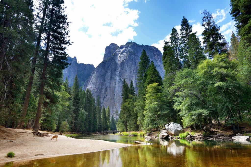 Yosemite National Park lake and trees