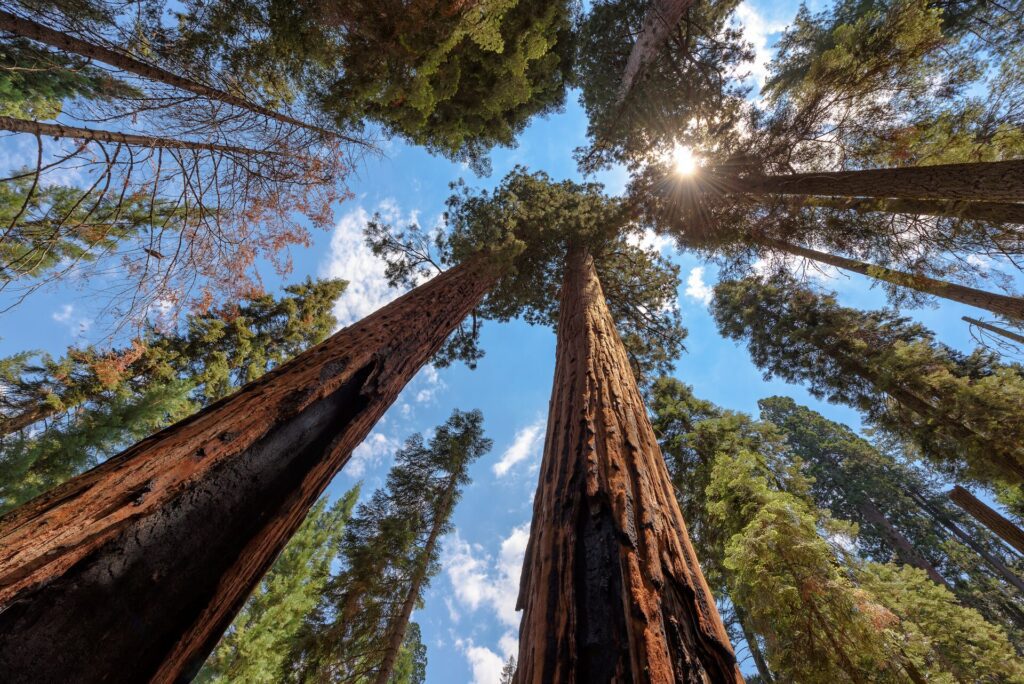 sequoia trees in Yosemite