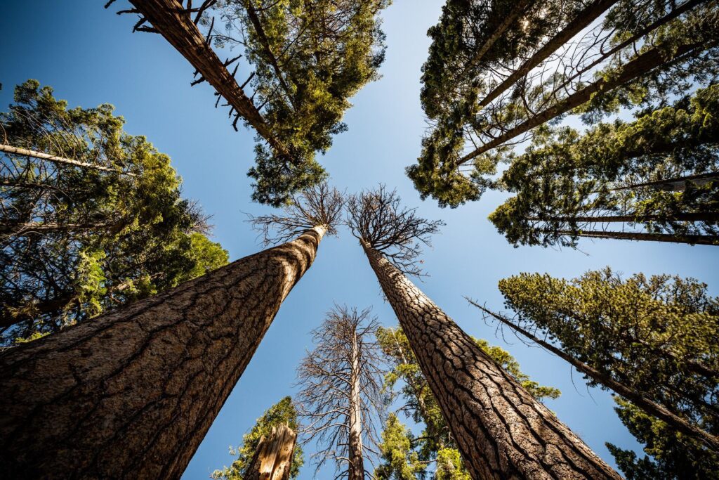 Looking up at sequoia trees in Yosemite National Park