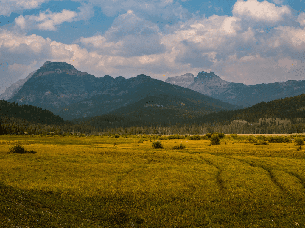Lamar Valley: beautiful grassland surrounded by forests and mountains, one of the best things to do in Yellowstone for wildlife lovers