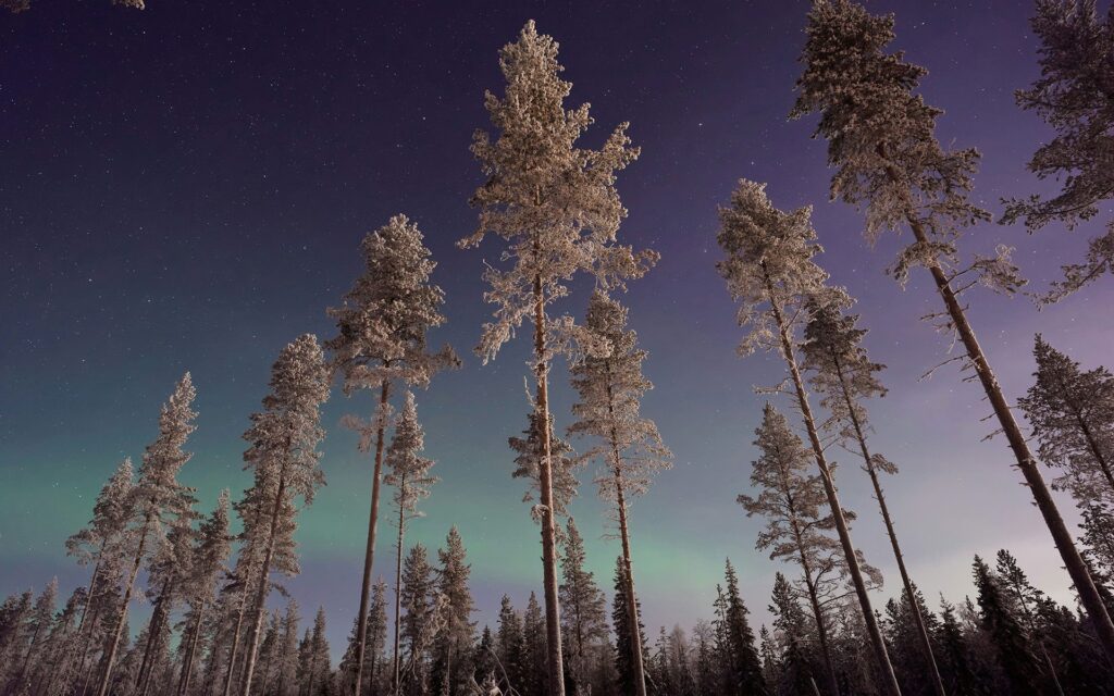 Tall trees reaching up into a night sky streaked with the northern lights