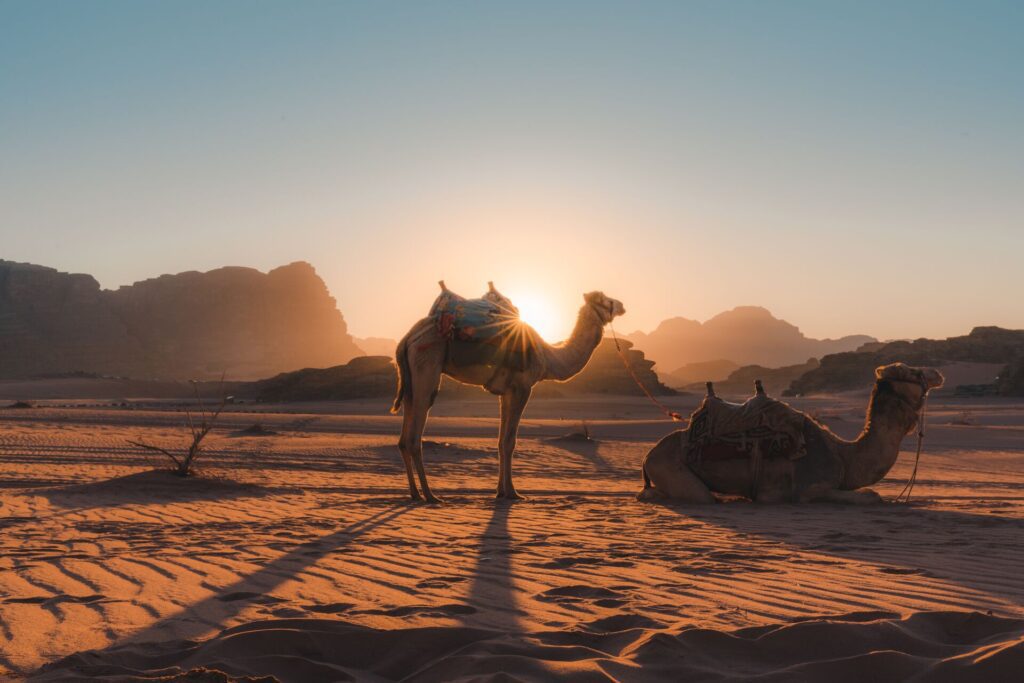 Camel in Jordan