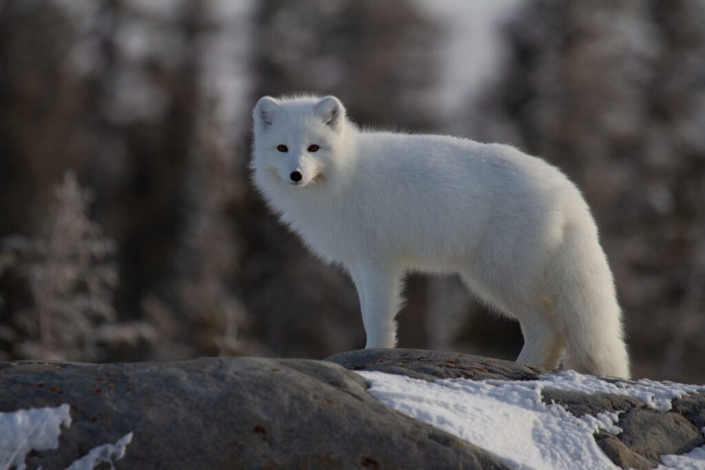arctic fox