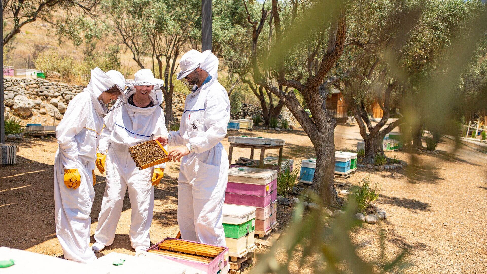 beekeeping be my guest experience in greece with trafalgar