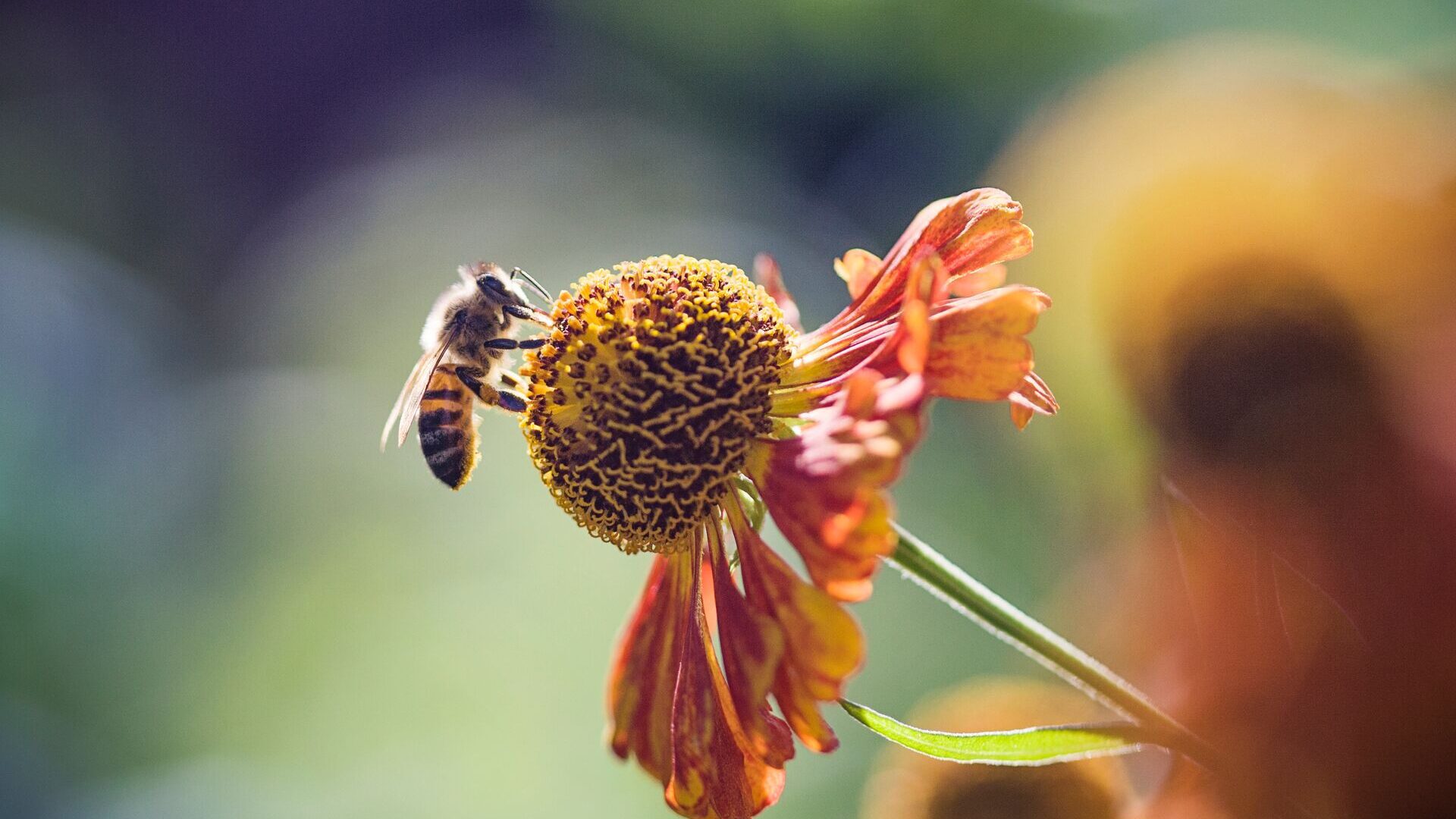 A honeybee on a flower, collecting pollen.