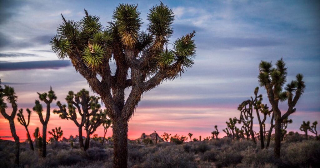 Joshua trees silhouetted against a sunset skey