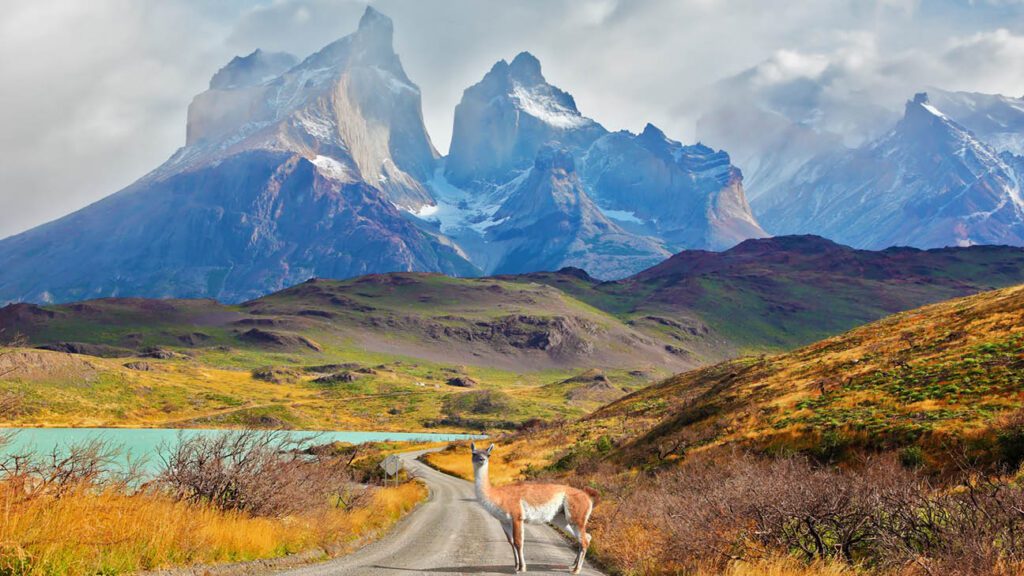 Guanaco crossing a road with the UNESCO-listed Torres del Paine peaks in the background.