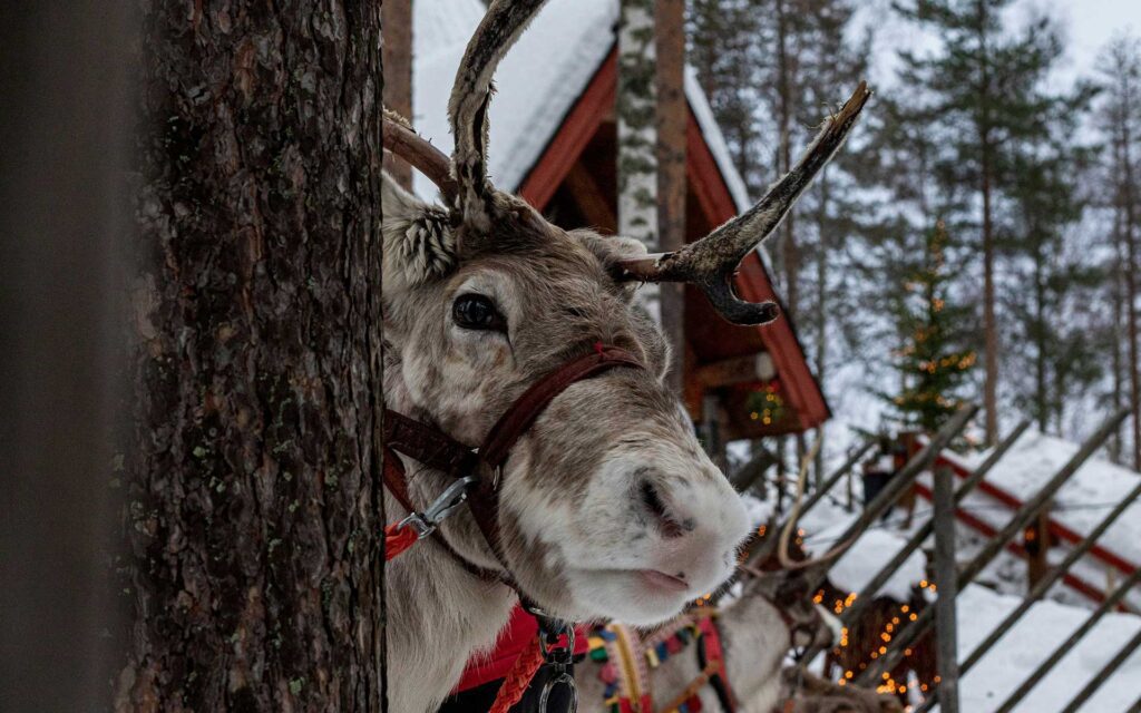 A reindeer poking its head out from behind a snowy tree at Santa Claus Village in Rovaniemi, Lapland, Finland.