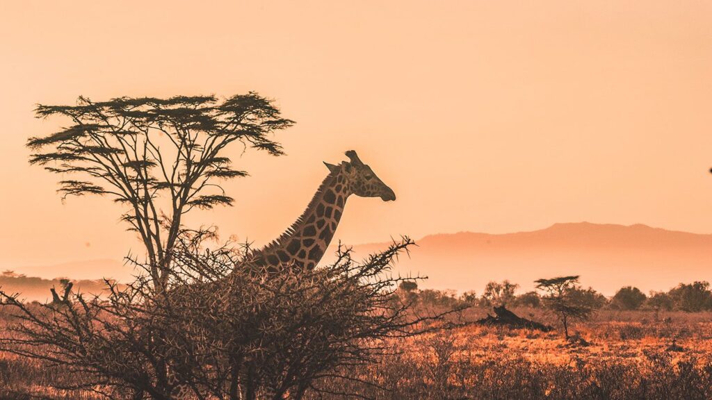 A giraffe stands beside an acacia tree during a romantic sunset on the savannah, with mountains faintly visible in the background.