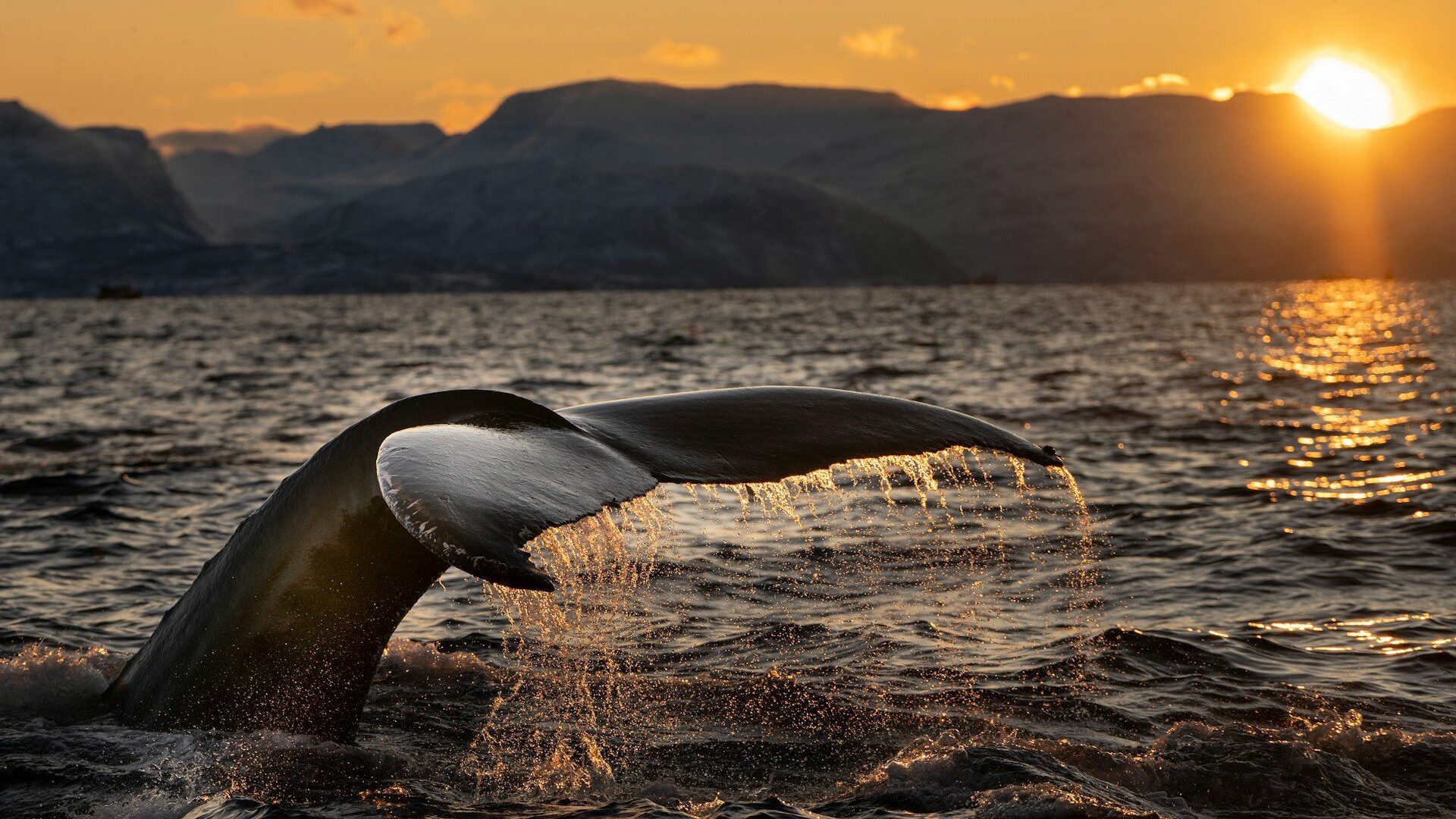 A whale's tale flicking out of the water with the sun setting over mountains in the distance