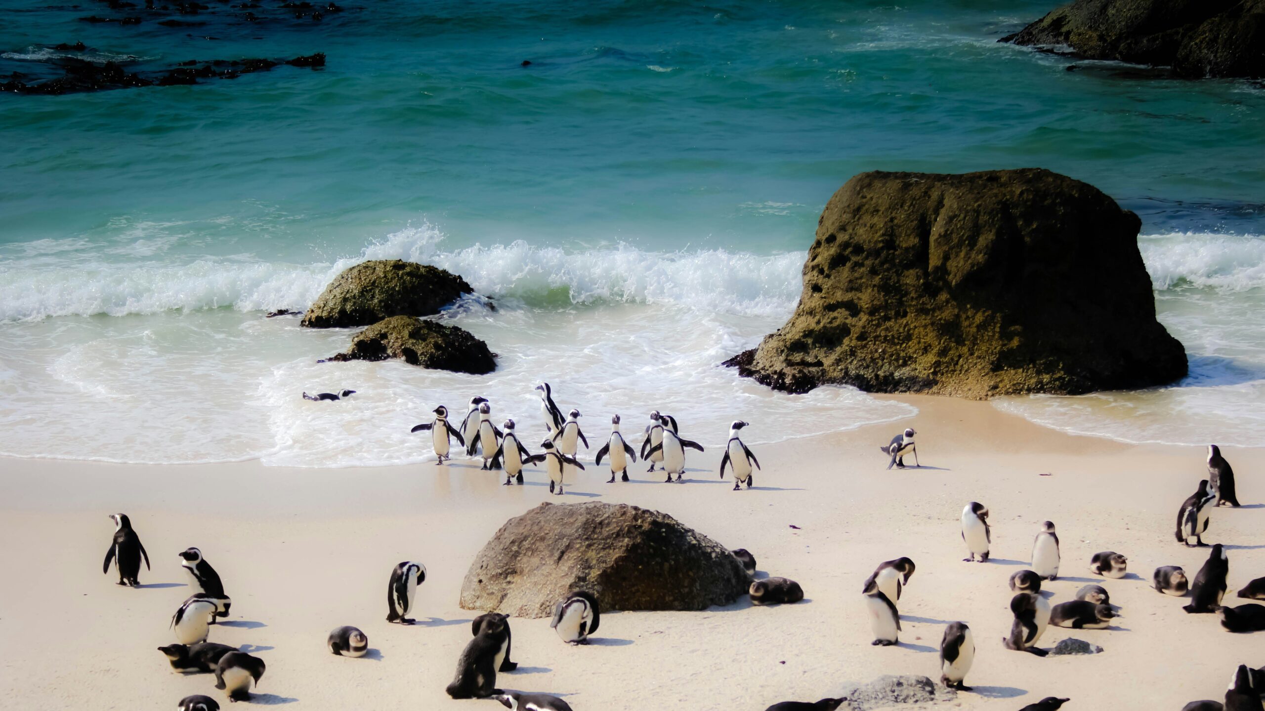 penguins of Boulders Beach, south africa