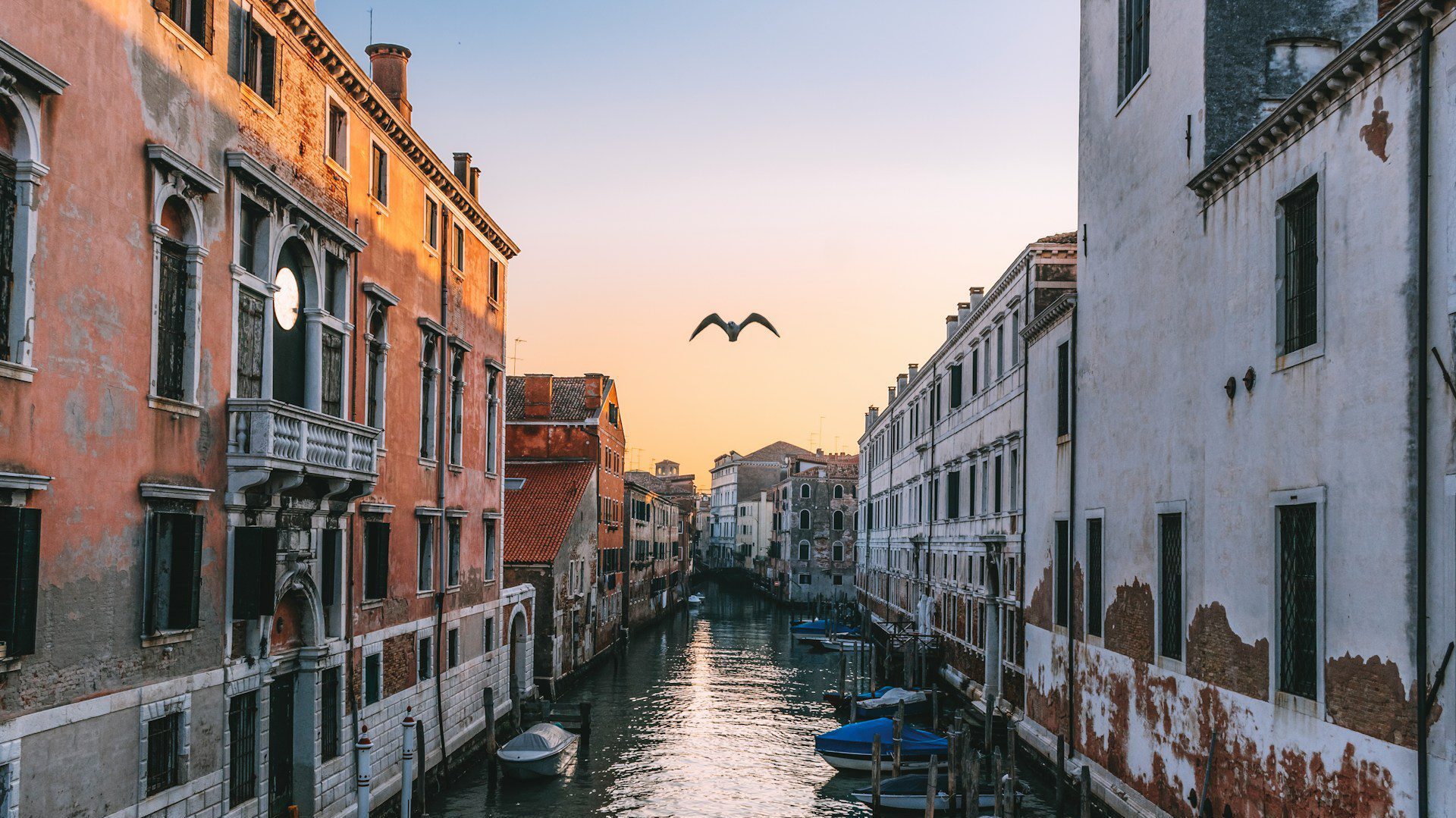 A view of one of Venice's canals at sunset with a seagull flying over the water