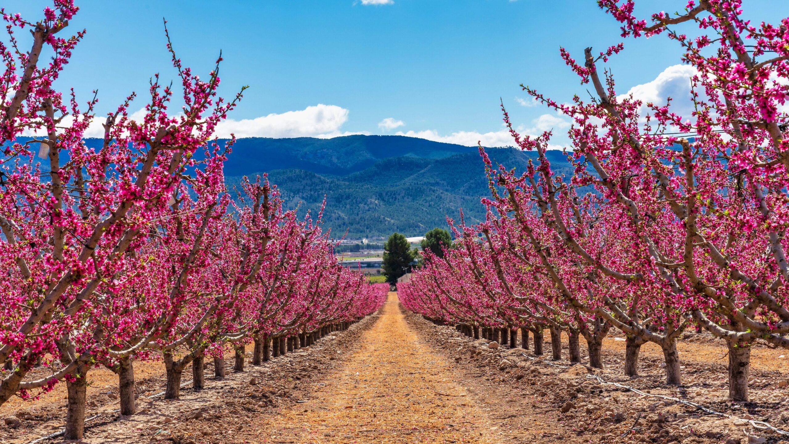 almond blossom in spain