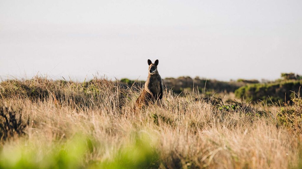 A wallaby stands alert in a grassy field, facing the camera with a backdrop of hazy skies and distant foliage in Australia's great outdoors.