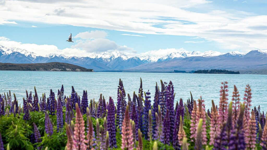 Wildflowers blooming on the edge of an alpine lake